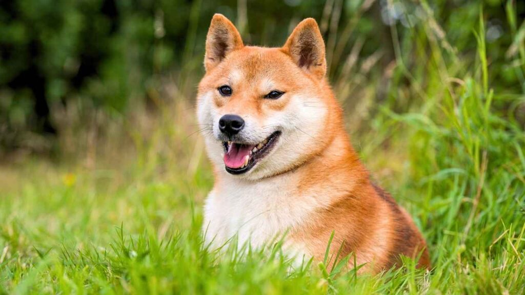 Shikoku Inu