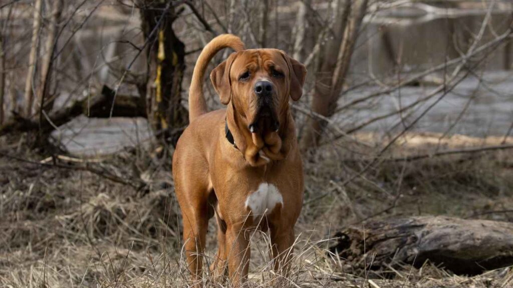 Japanese Mastiff