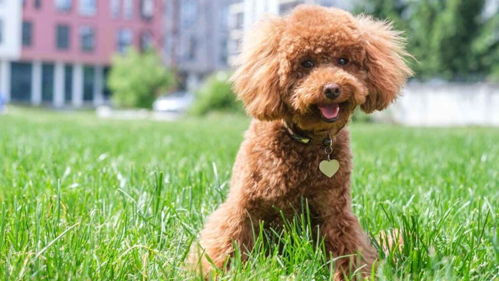 Toy Poodles