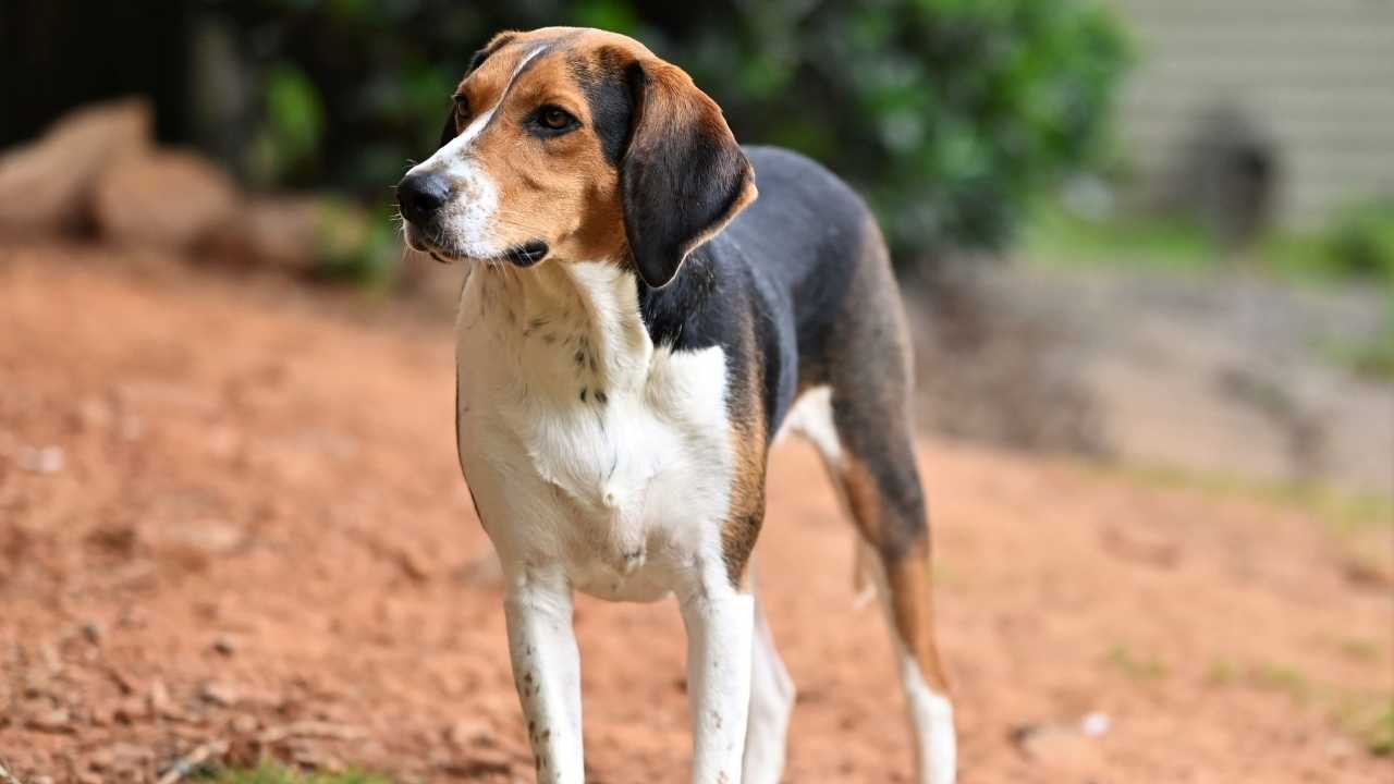 Treeing Walker Coonhound