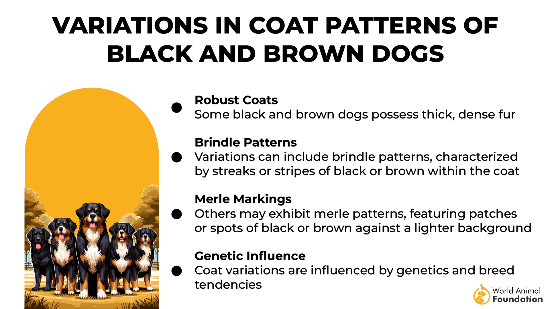 Variations in Coat Patterns of Black and Brown Dogs-01