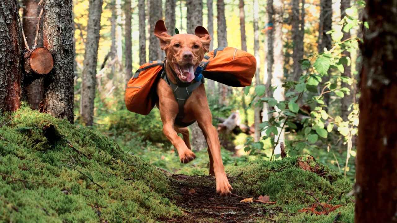 Vizsla