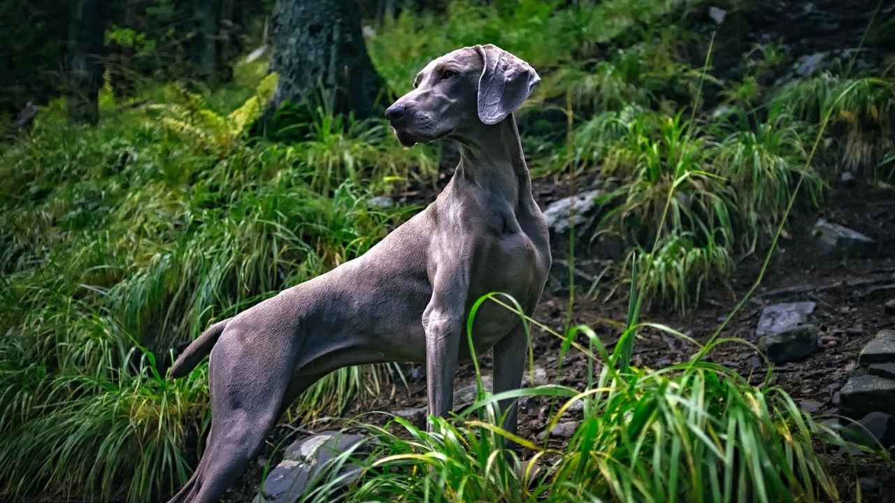 Weimaraner