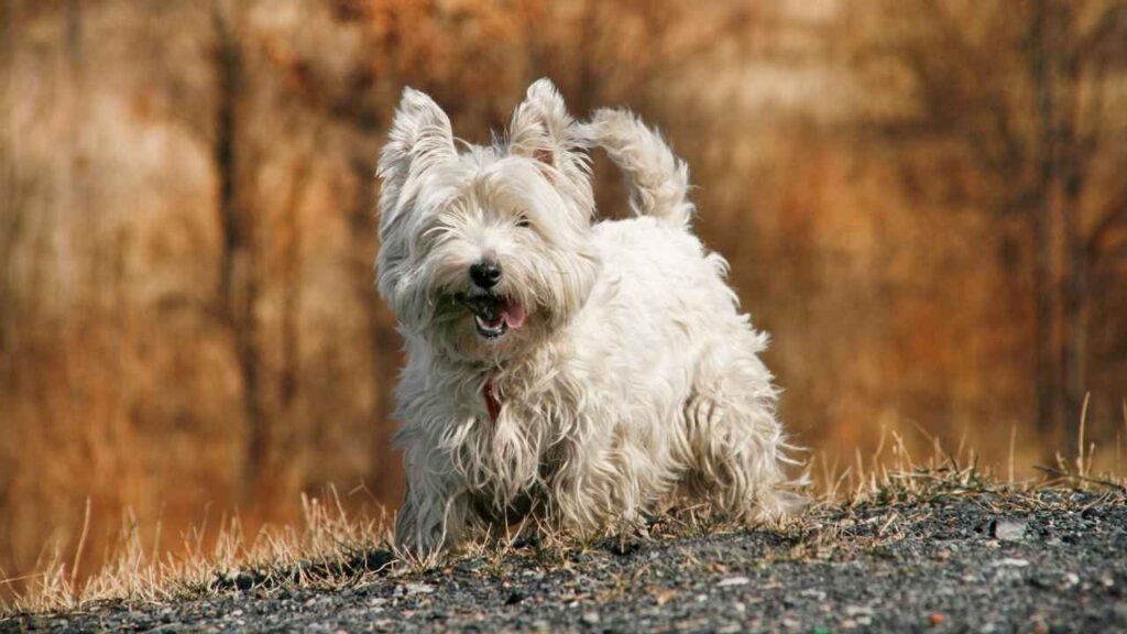 West-Highland-White-Terrier-7