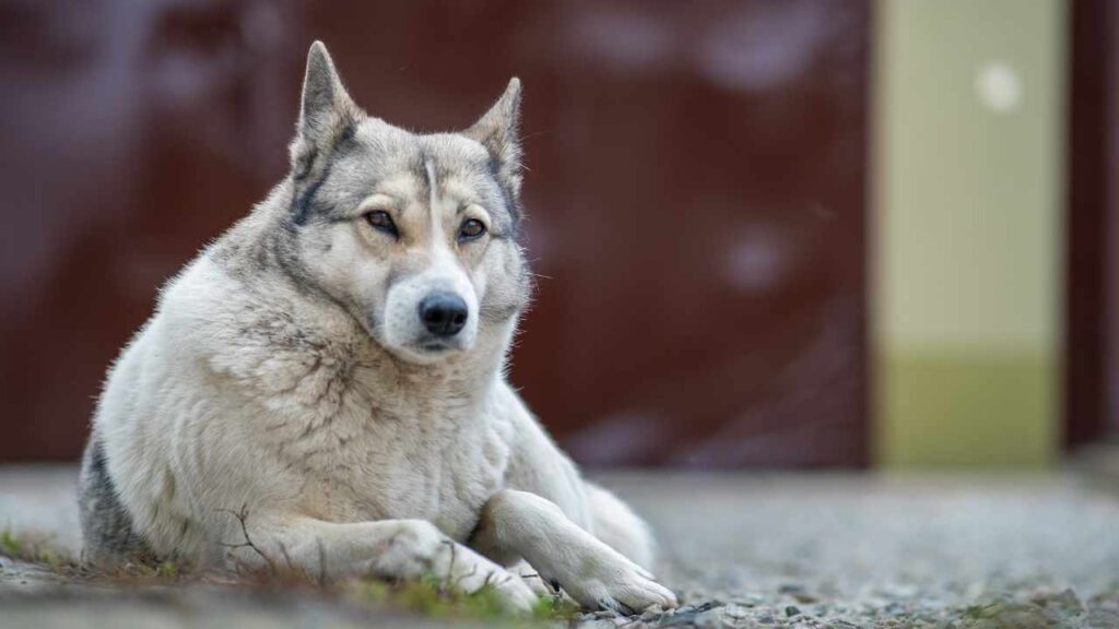 West Siberian Laika