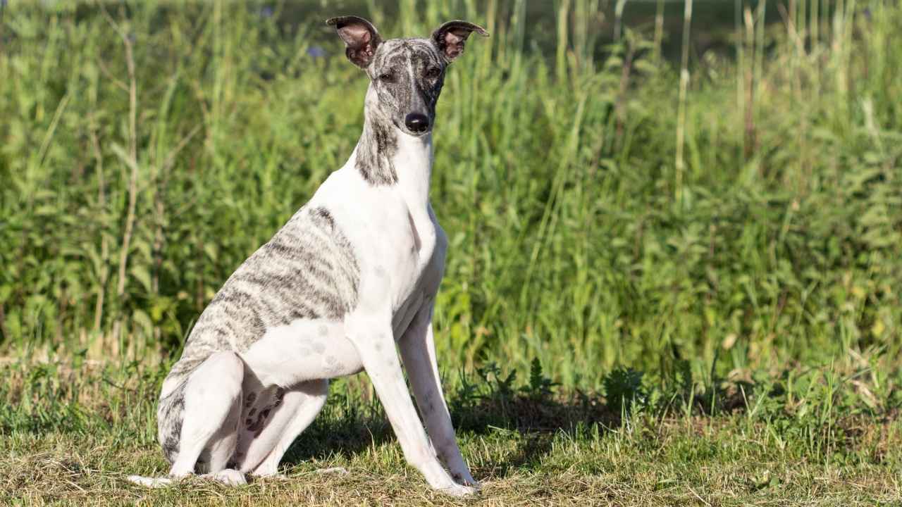 Whippet