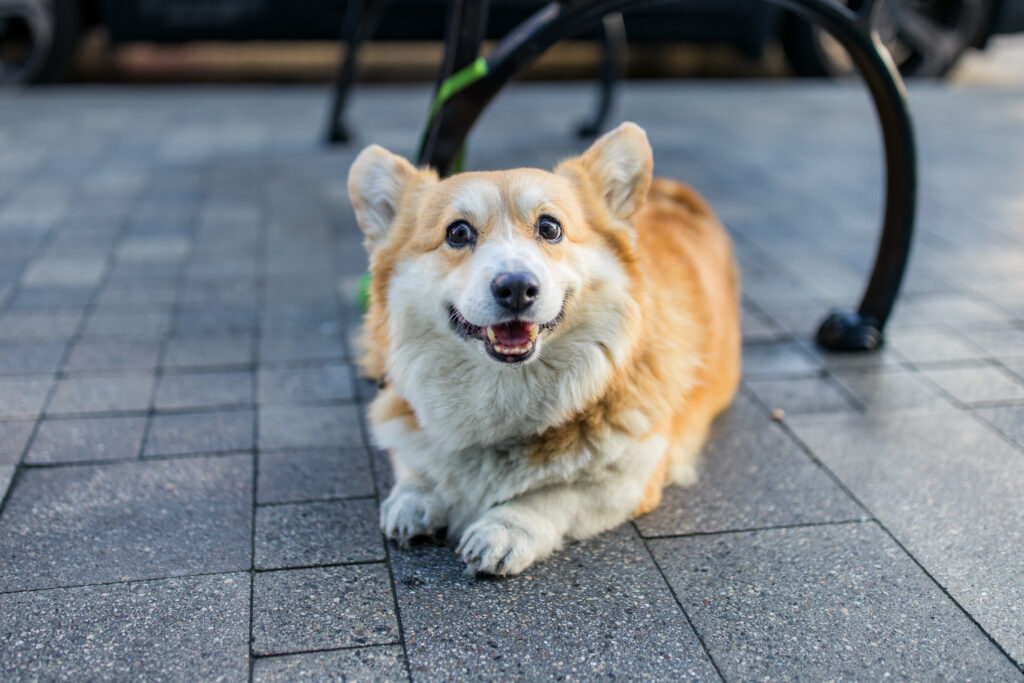 Corgidor