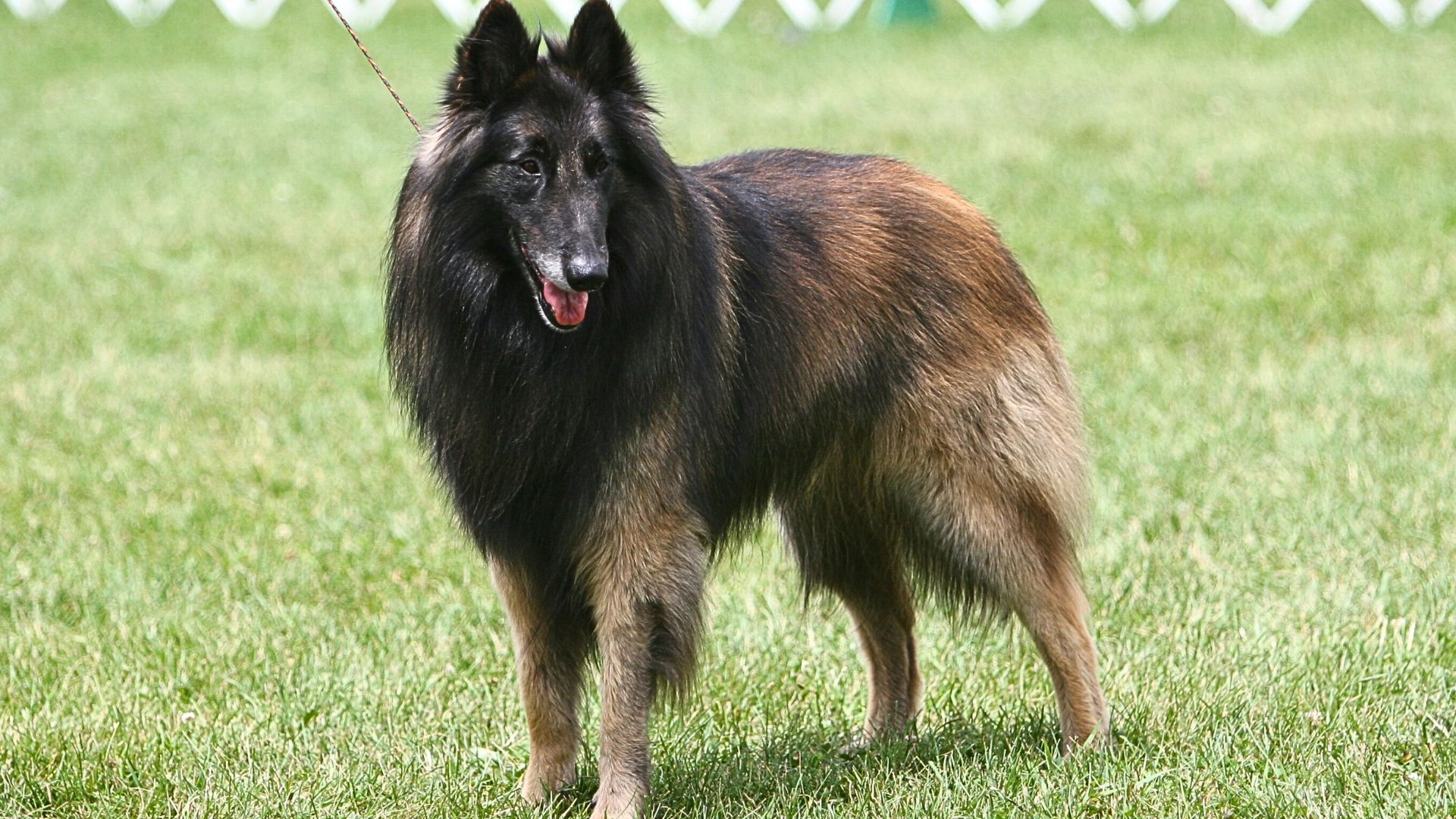 10 Best Long-Haired Sheep Dog Breeds