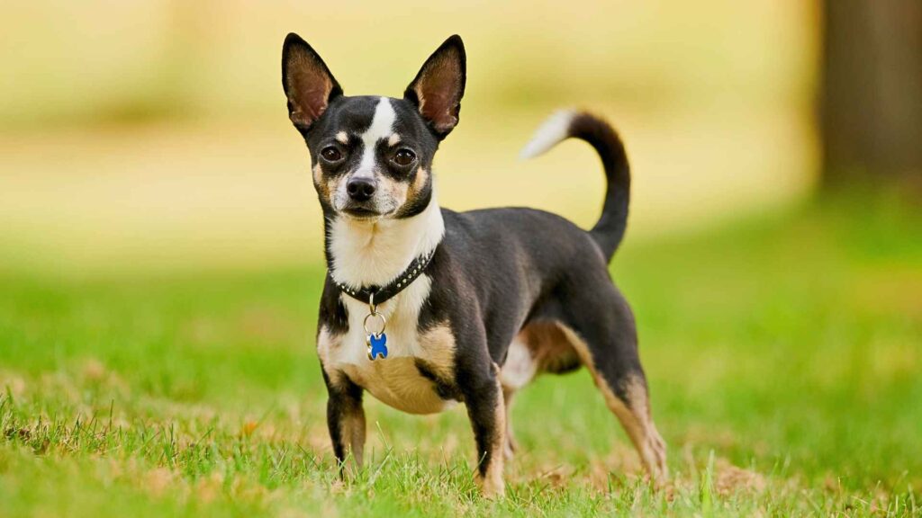 Chihuahuas