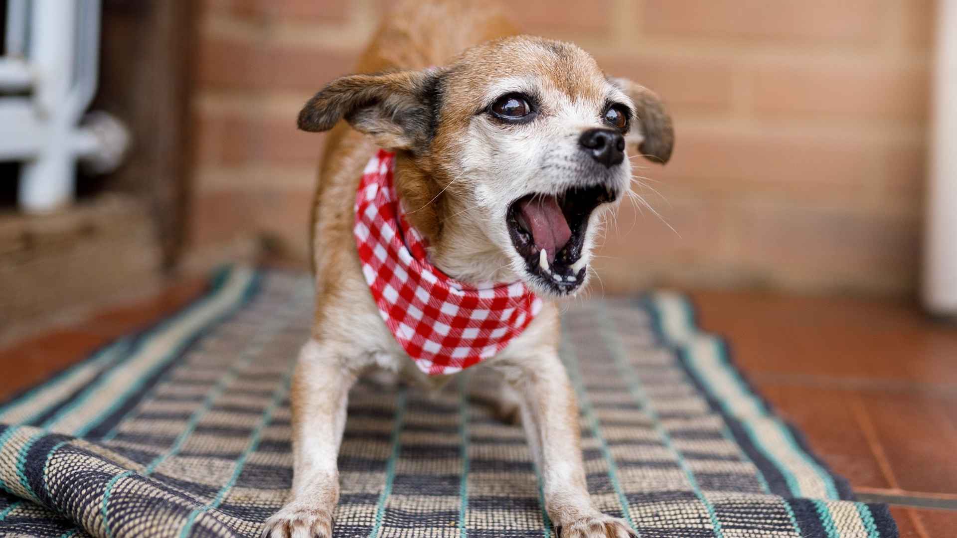 7 Small Noisiest Dog Breeds That Won’t Keep Quiet