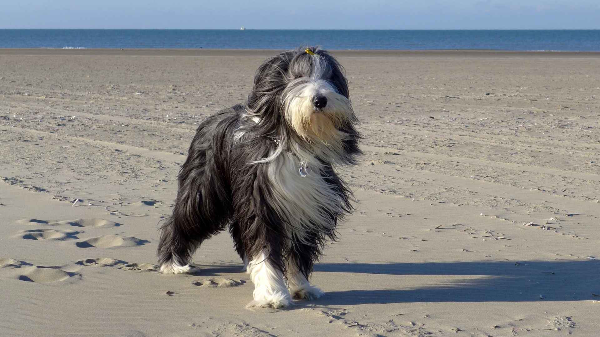 10 Dog Breeds With Bearded Faces That Will Melt Your Heart
