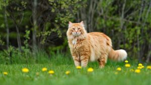 9 Most Prettiest Cat Breeds You Need To Know About