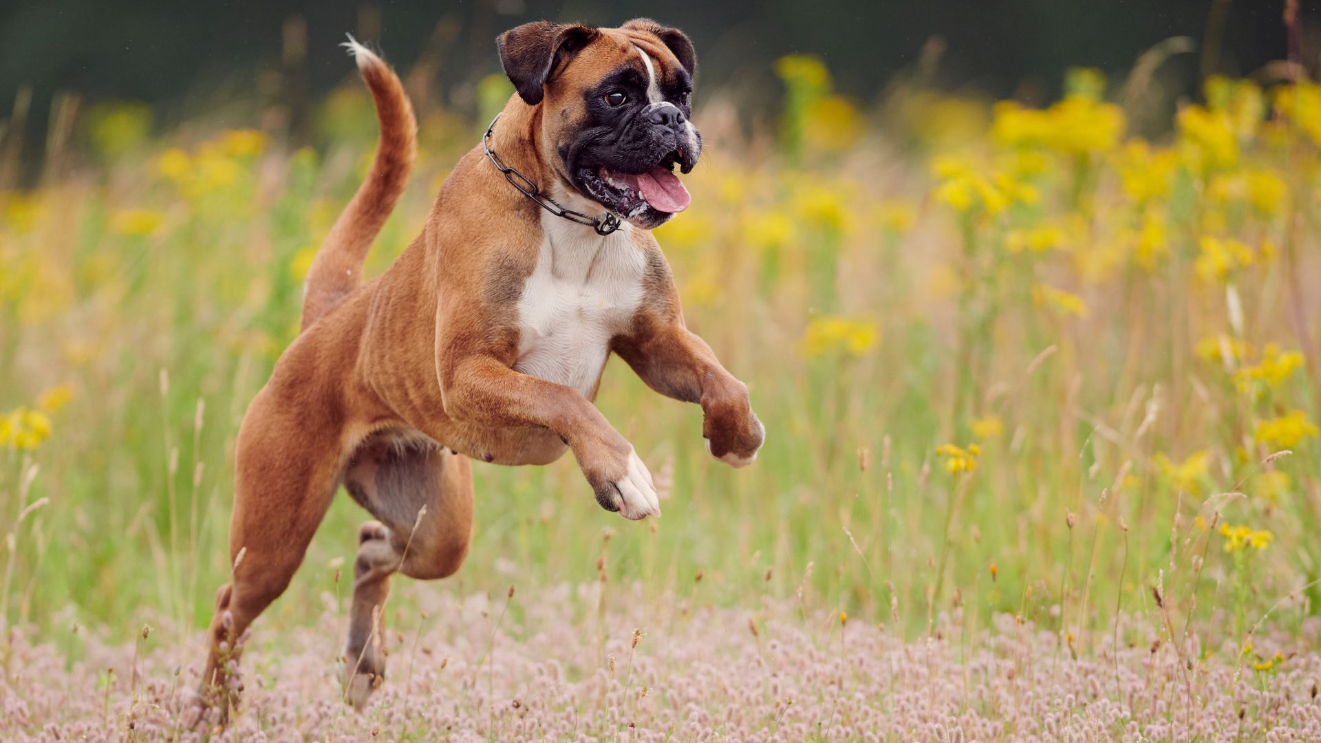 10 Strong Prey Drive Dog Breeds