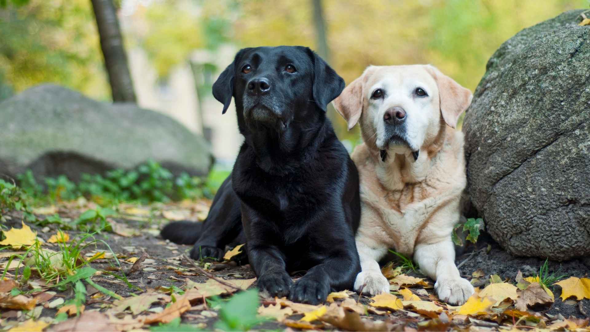 Average Lifespan Dog Breeds