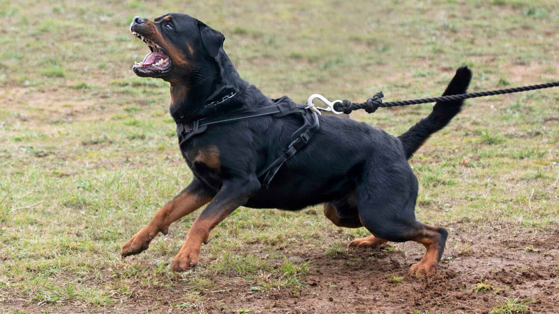 7 Most Aggressive Guard Dog Breeds for Protection & Security