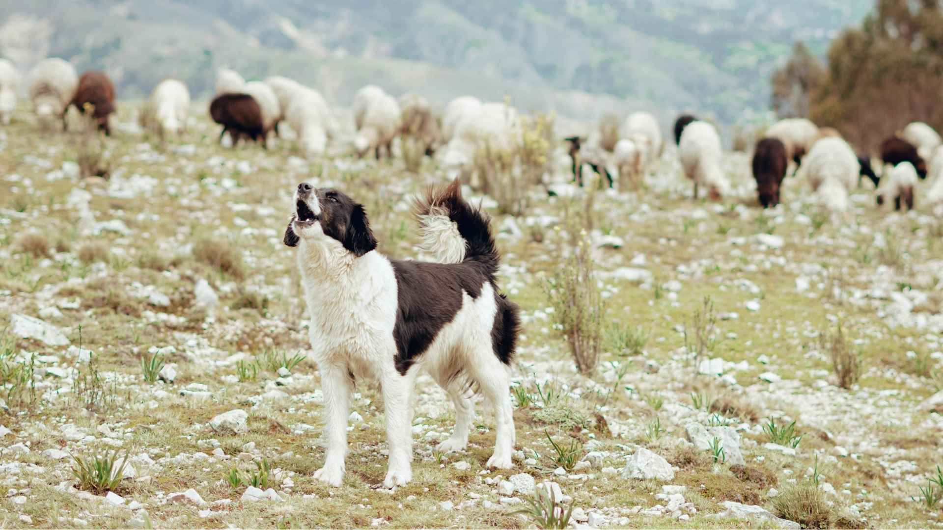 7 Most Skilled Giant Herding Dog Breeds for Farm Work