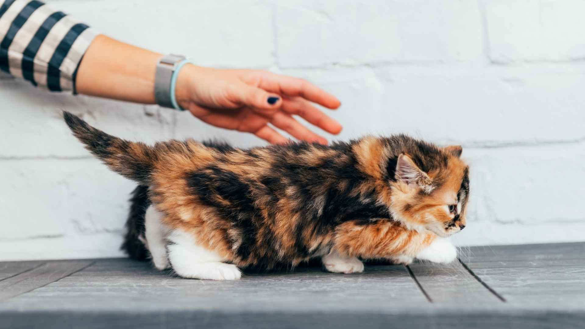 Most Adorable Small Cat Breeds with big personalities