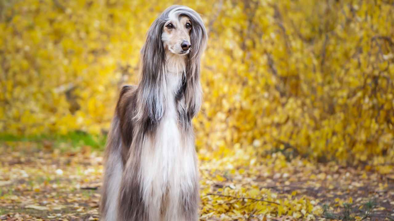 Afghan Hound