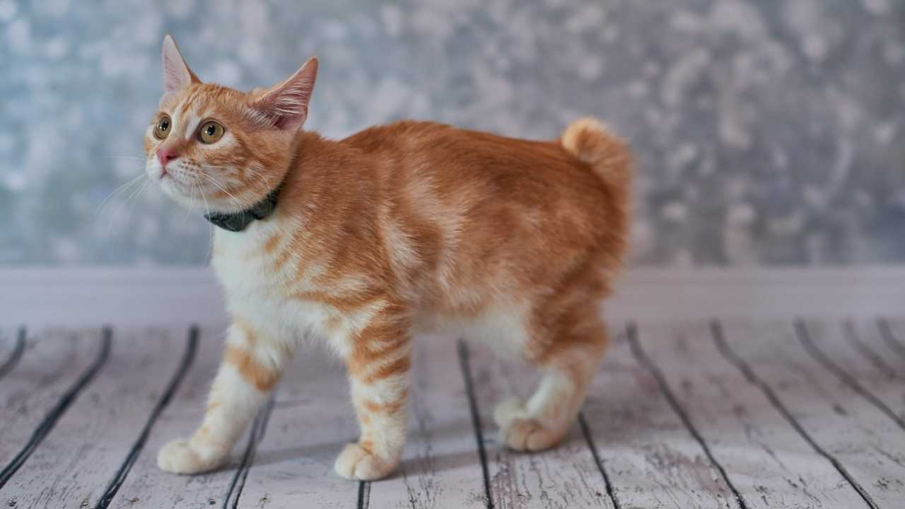 American Bobtail