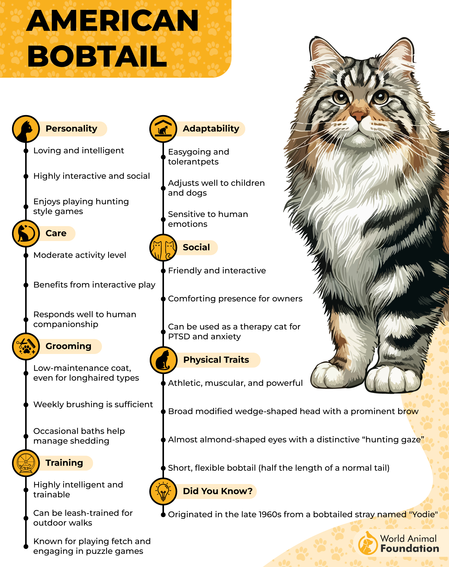 American Bobtail Profile