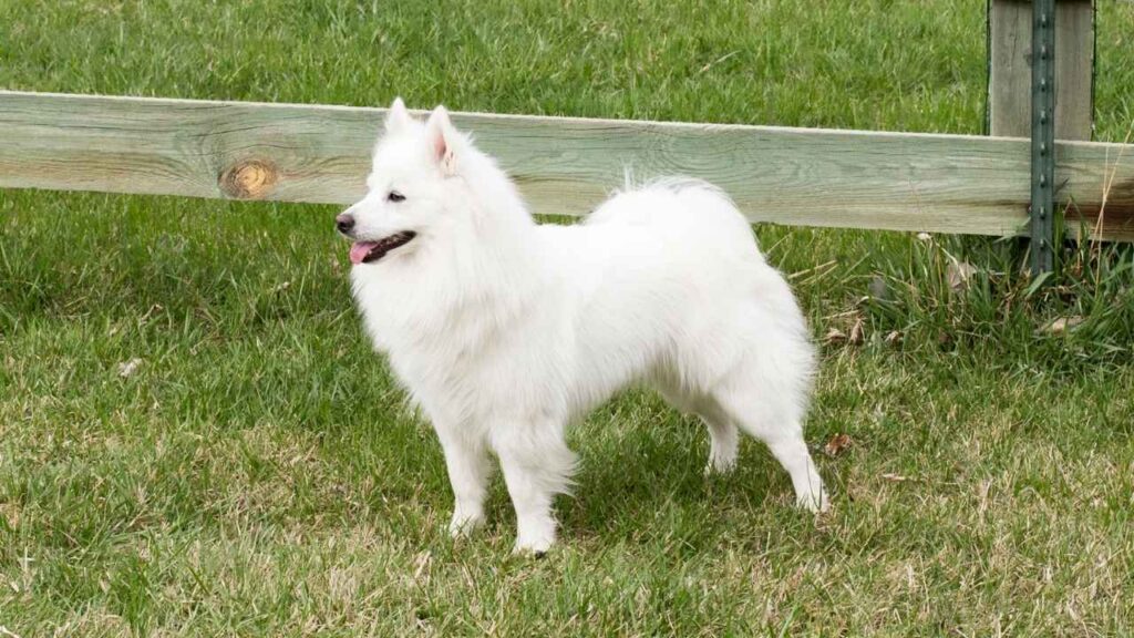 American Eskimo