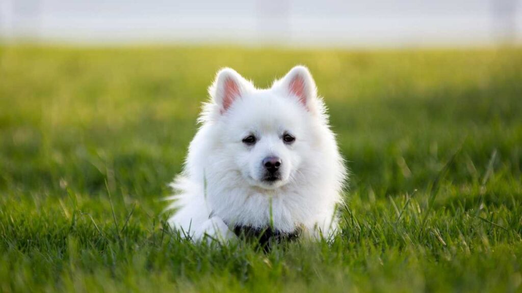 American Eskimo Dog