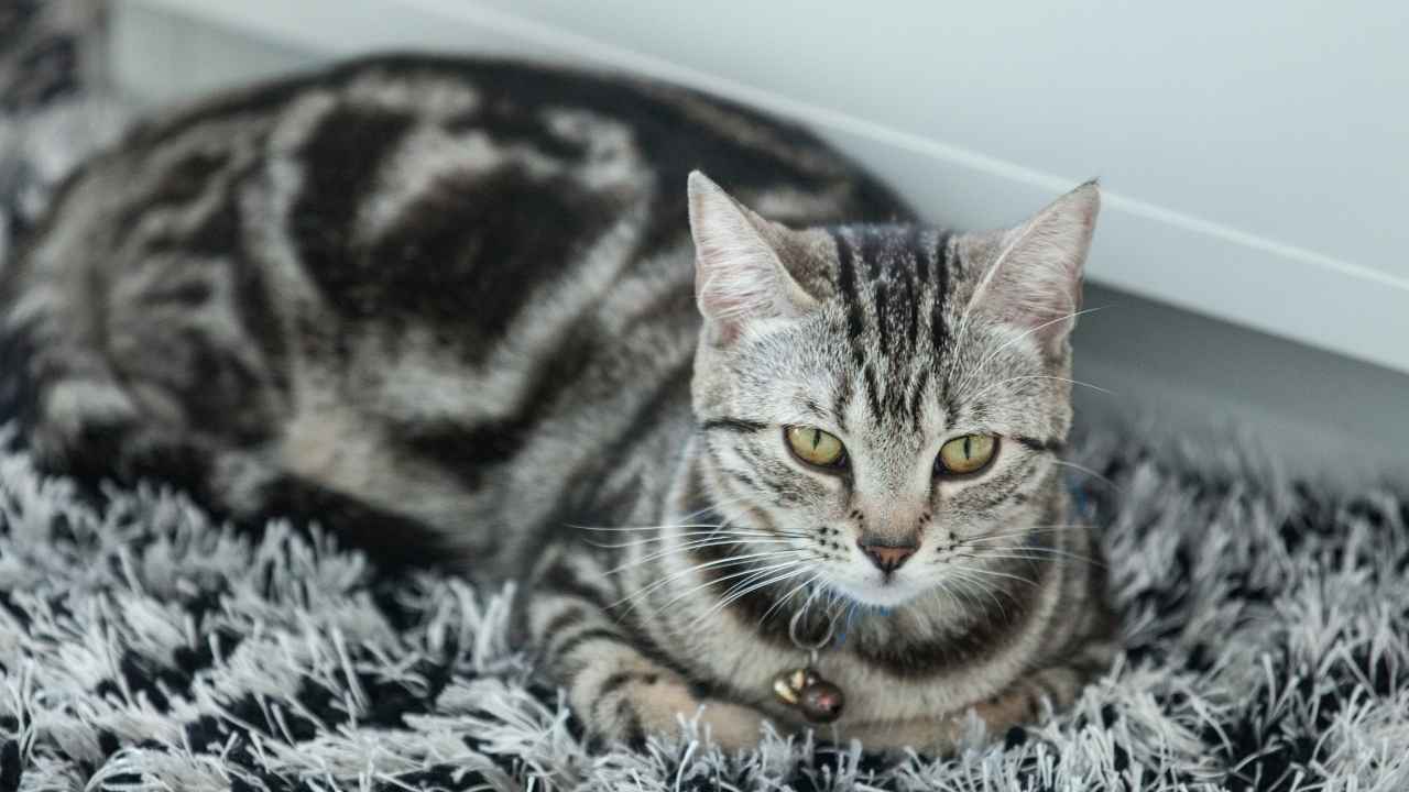 American Shorthair