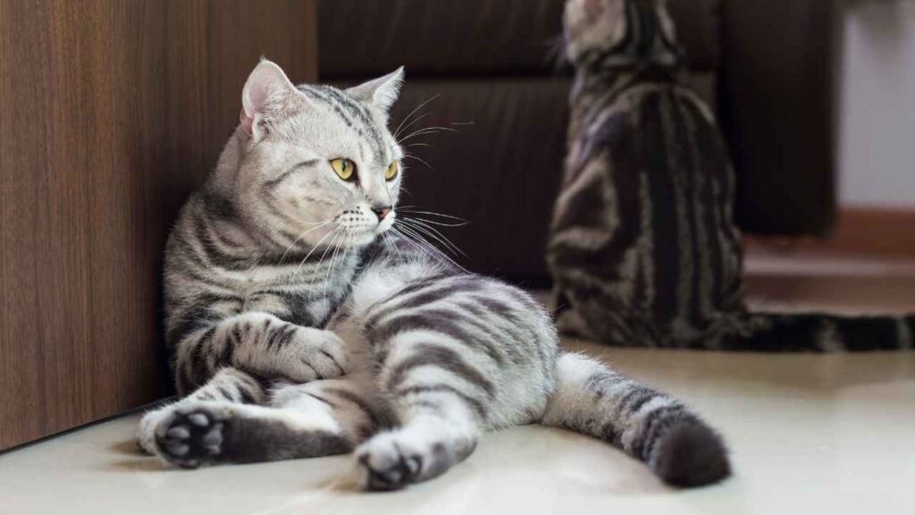 American Shorthair