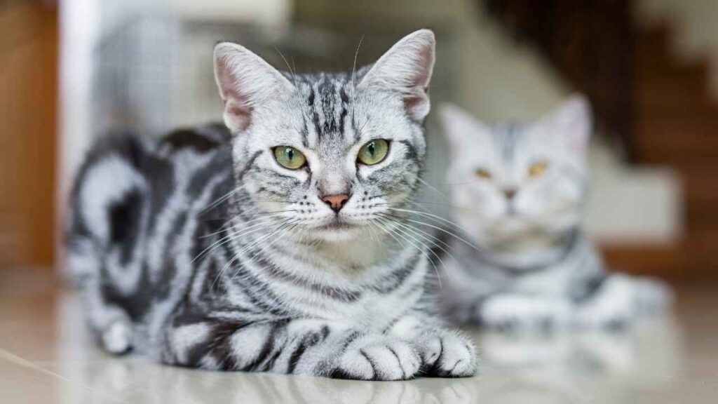 American Shorthair
