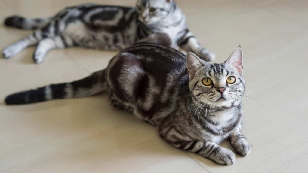 American Shorthair