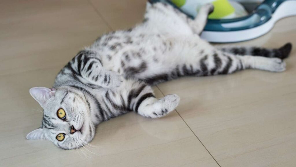 American Shorthair