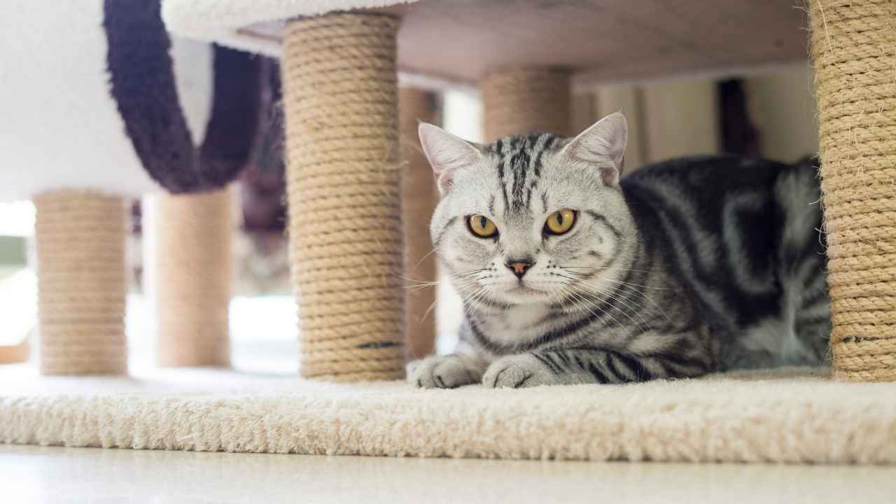 american shorthair