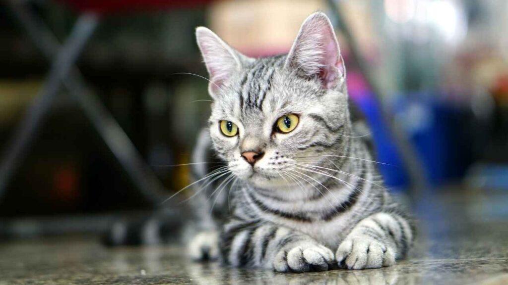 American Shorthair