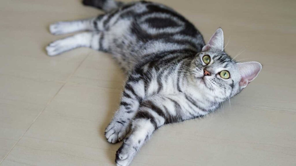 American Shorthair