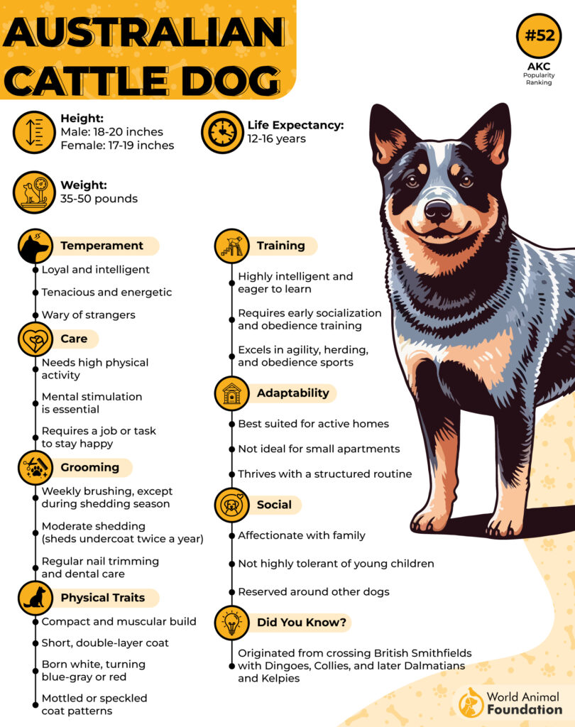 7. Australian Cattle Dog