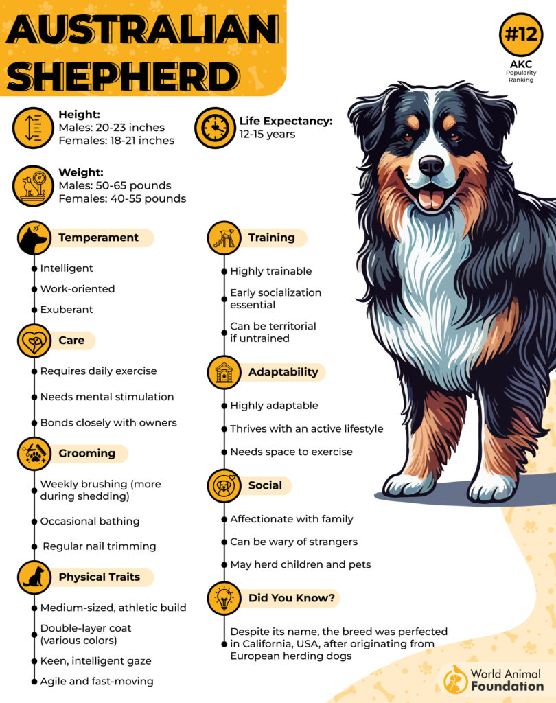 5. Australian Shepherds