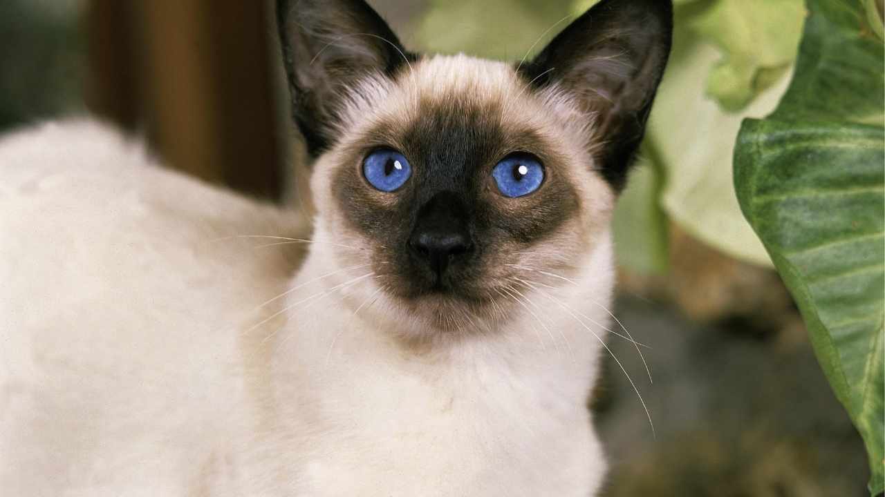 Balinese
