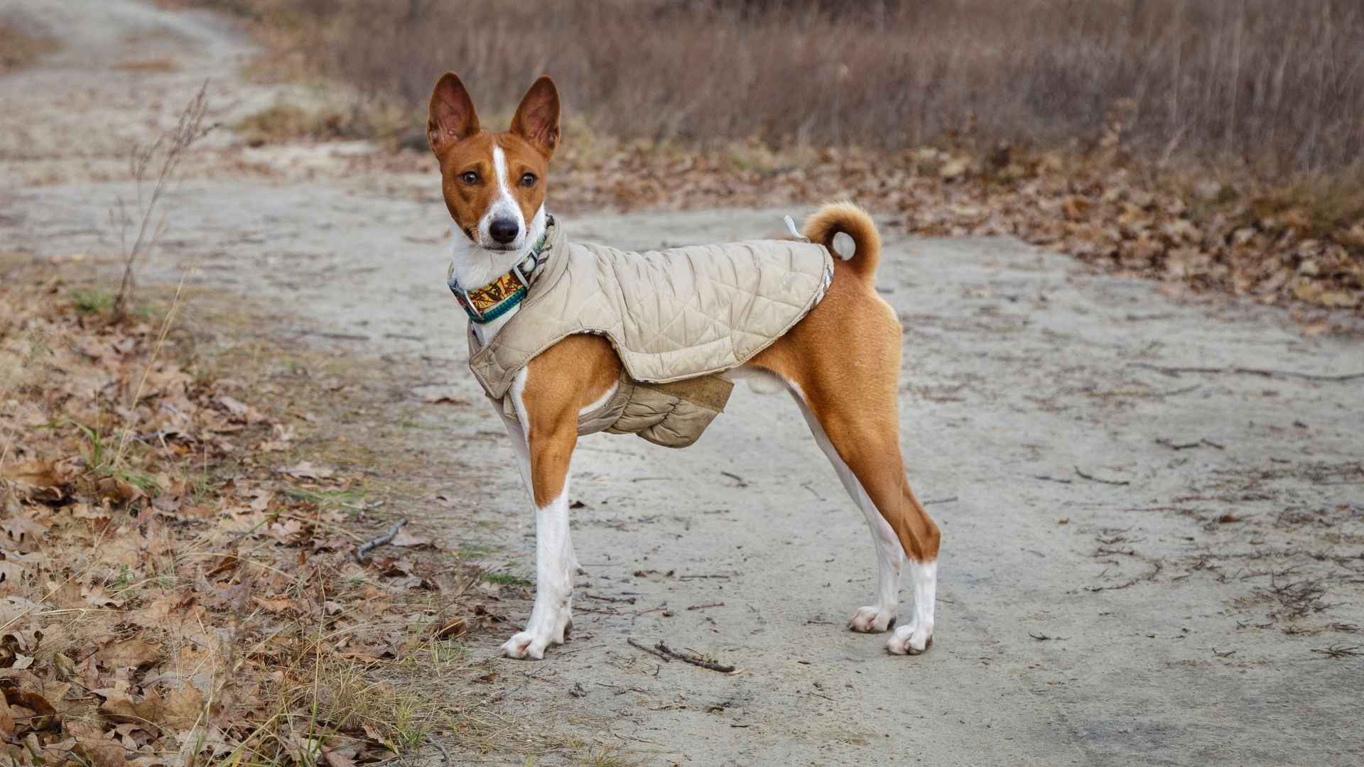 Basenji