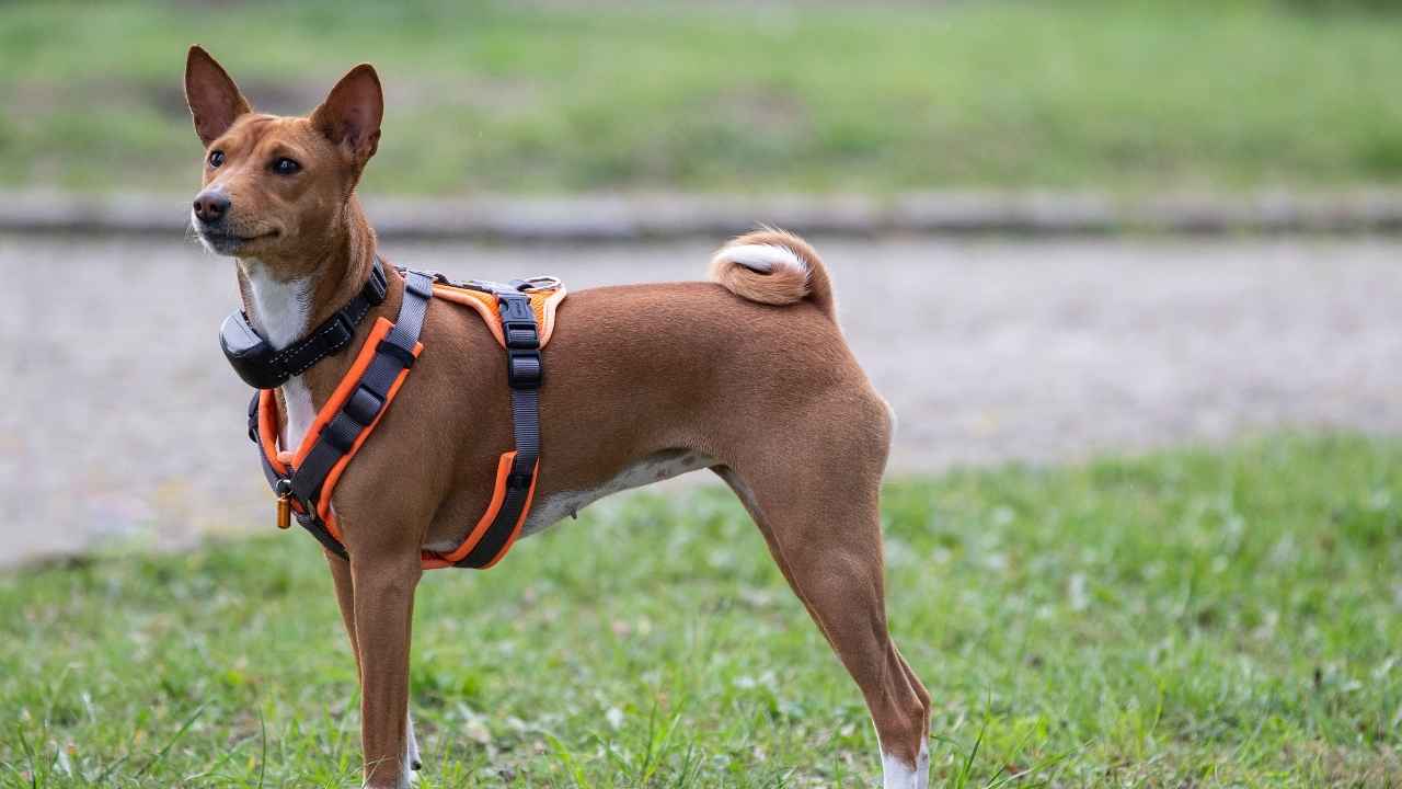 Basenji