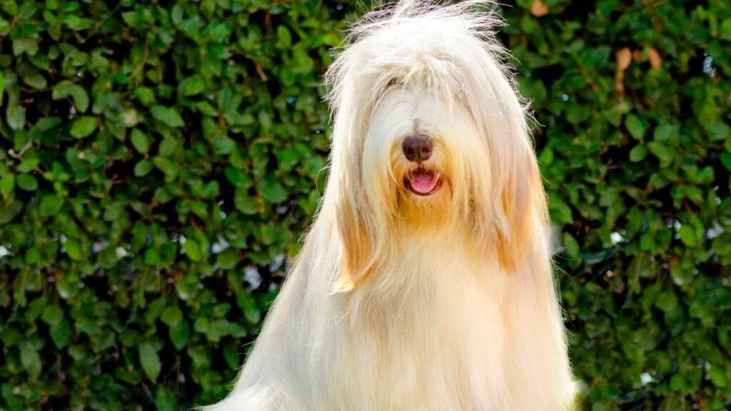 Bearded-Collie-4-1