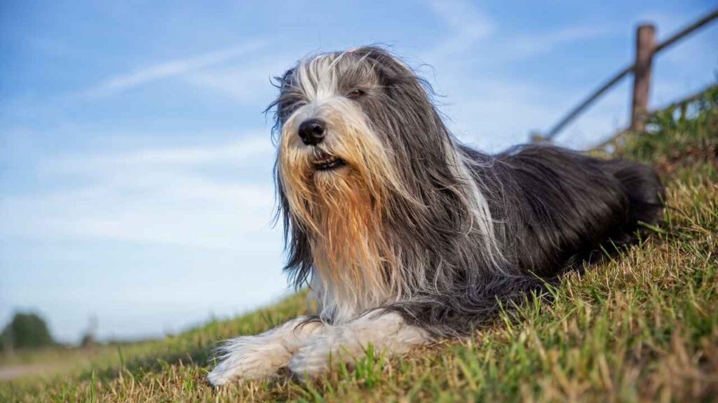Bearded-Collie-