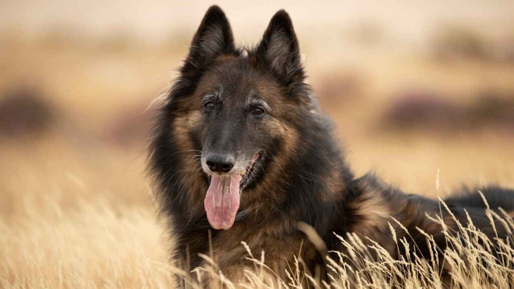Belgian-Tervuren-7