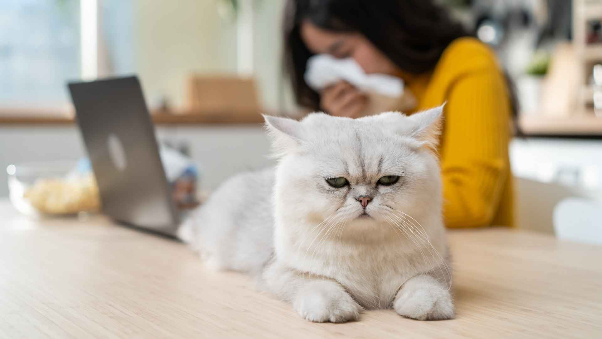 Top 10 Best Cat Breeds That Don’t Shed For Allergy Sufferers