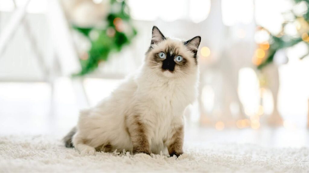 Birman