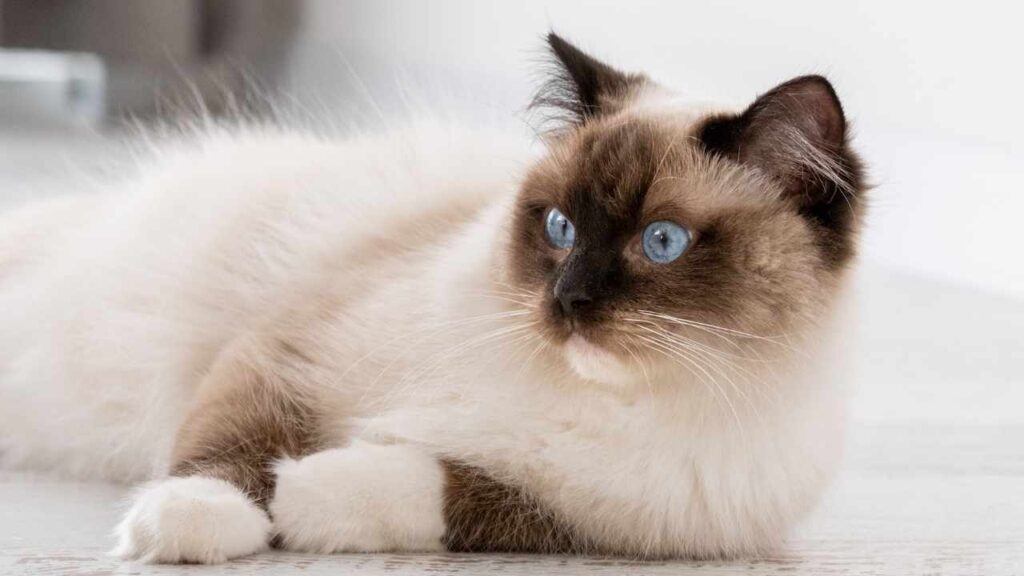Birman