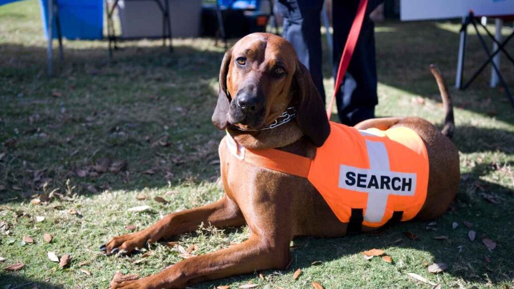 bloodhound