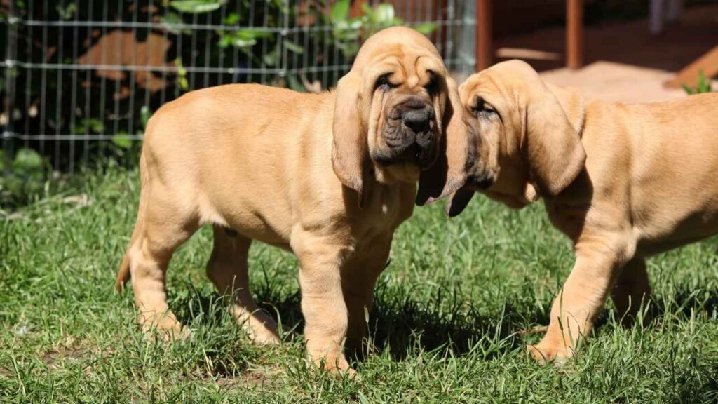 bloodhound