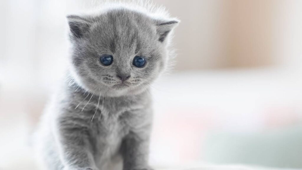 Domestic Shorthair