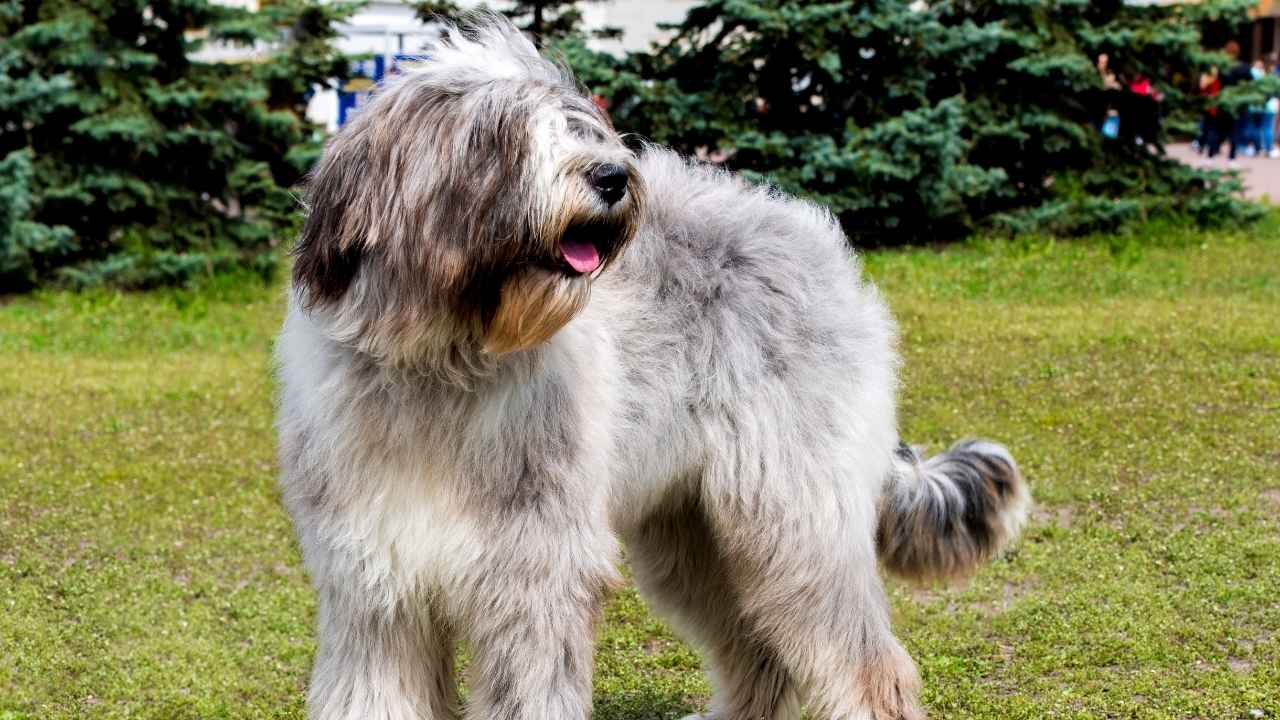 Briard