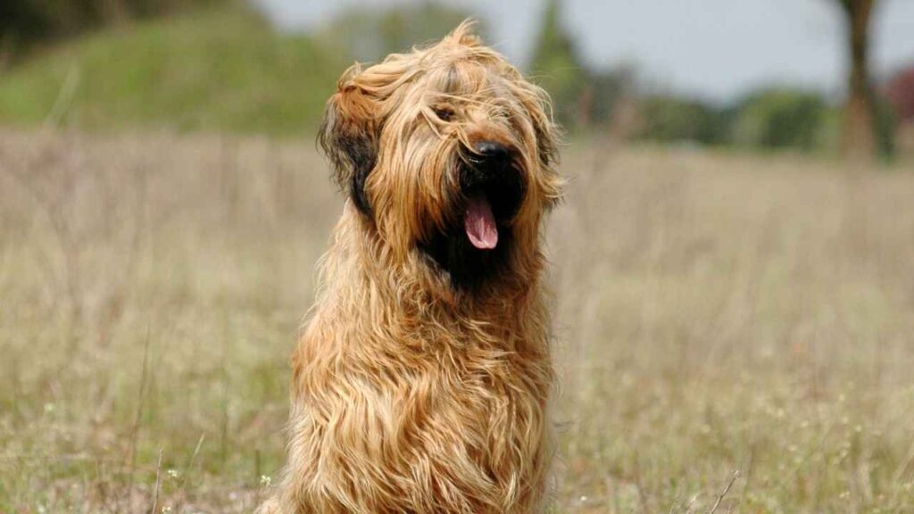 Briard-6